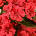 GERANIUM BUSH X9  RED