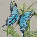 SWALLOW TAIL BUTTERFLY 4" 6-ASST'D W/CLIP