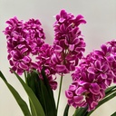 25" HYACINTH BUSH X7 PURPLE(FUSCHIA)