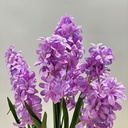 25" HYACINTH BUSH X7 LAVENDER