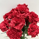 17" CARNATION BUSH X12 RED (REAL CUT)
