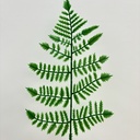 14" PLASTIC LEATHERLEAF FERN GREEN