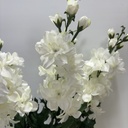 24" DELPHINIUM BUSH X6 CREAM/WHITE
