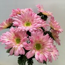 17" GERBERA DAISY BUSH X14 PINK