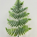 14" PLASTIC LEATHERLEAF FERN TWO-TONE GREEN