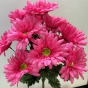 17" GERBERA DAISY BUSH X14 HOT PINK