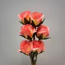 SE1096-COR_2.webp