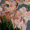 DELPHINIUM BUSH X5 23"  PINK