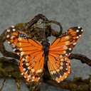 BUTTERFLY 3.25&quot; 3 SHADES ASST'D W/CLIP