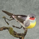 4.5" FEA/MUSHROOM BIRD W/FEET 6 ASST W/WIRE