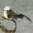 BIRD MUSHROOM/FEATHER 4&quot; 6-ASST W/CLIP FALL COLOR