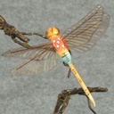 DRAGONFLY W/WIRE 3.25&quot; X 4.25&quot; 6-ASST
