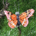 BUTTERFLY 2.5" 6 ASST'D W/CLIP