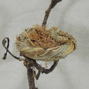 NEST 3.15" (12/BAG) NATURAL