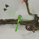 DRAGONFLY 2.5"L X 3.75"W 6-ASST W/CLIP