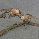 ROBIN 4" MUSH/FEA W/CLIP (R&L)