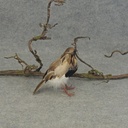 8.5" PARTRIDGE BLACK & GRAY  (INDIVIDUAL)