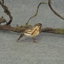 3.5" PARTRIDGE BLACK & GRAY