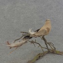 BIRD 11" BURLAP LONG FEA. TAIL 1 (6/BOX) W/CLIP