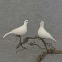 PIGEON 6" MUSH/FEA WHITE CLIP 2 STYLES R&L