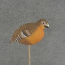 ROBIN 7.5" x 4.5" WOOD