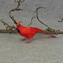 9" SITTING FEATHER CARDINAL