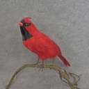 18" STANDING FEATHER CARDINAL