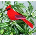 5.5" MUSHROOM CARDINAL W/FEET 6/BOX W/WIRE