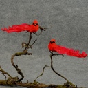 6.25" CARDINAL MUSHROOM/FEATHER W/CLIP