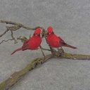 CARDINAL 5" MUSH/FEA W/CLIP 2 STYLES (R&L)
