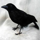 CROW 8.5 STANDING FEATHER