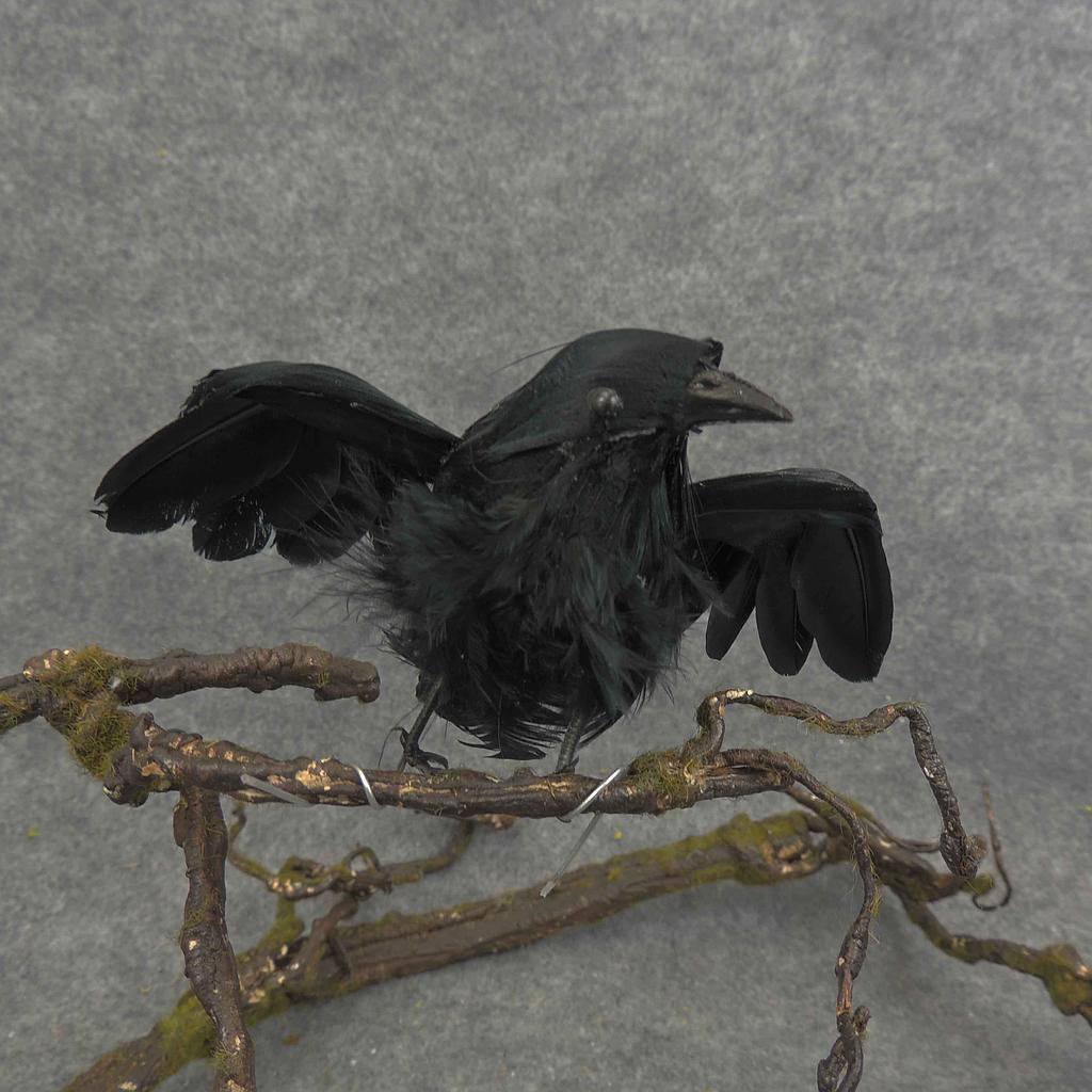 [B66041] 4" CROW FLYING FEATHER
