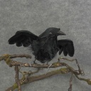 4" CROW FLYING FEATHER (INDIVIDUAL)