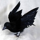 8.5" CROW FLYING FEATHER
