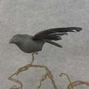 10" CROW FLOCK/FEATHER W/CLIP