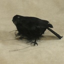 4" CROW FEATHERED