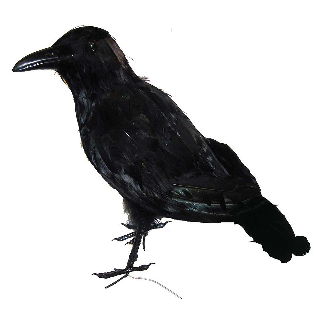 [B897] 13" CROW FEATHERED SITTING