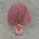 5" OPEN TAIL DOVE  MAUVE