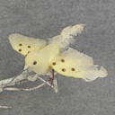 7" FLYING CURLY TAIL DOVE IN CREAM (6 PC/BOX) 
