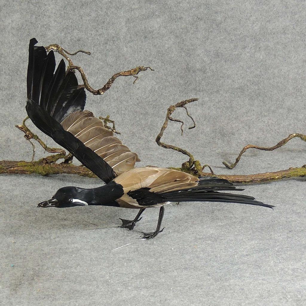 12" X 22" FLYING CANADIAN GOOSE  (INDIVIDUAL)