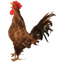 19" NATURAL CROWING ROOSTER