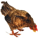14" FEATHER HEN  FEEDING