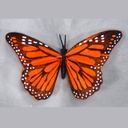 4.5" BUTTERFLY ORANGE MONARCH W/WIRE