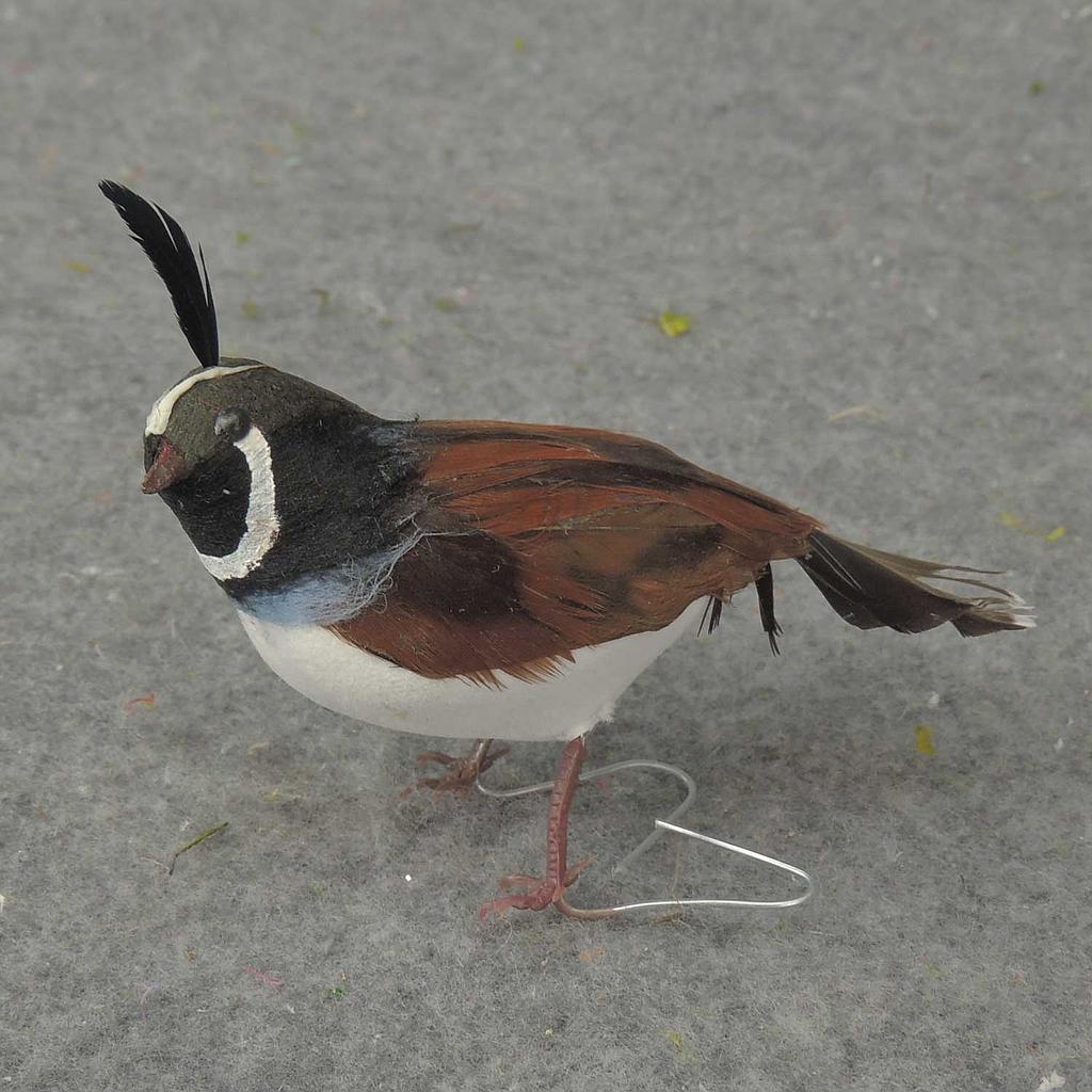 [B500177] 3" FEATHERED CALIFORNIA QUAIL