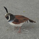 3" FEATHERED CALIFORNIA QUAIL