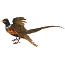 30" FLYING MALE PHEASANT FEATHERED