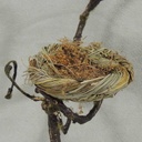 NEST 3.15" (12/BAG) NATURAL