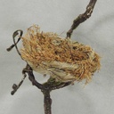 NEST 4" (12/BAG) NATURAL    