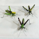 3" GRASSHOPPER 3-ASSORTED W/CLIP