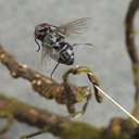 INSECT BLACK FLY .75" LONG W/WIRE